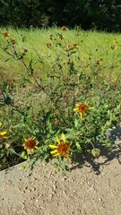 Tetragonotheca texana