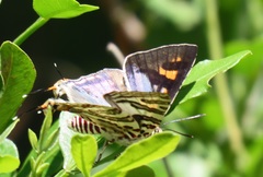 Cigaritis natalensis