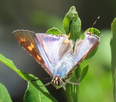 Cigaritis natalensis