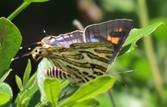 Cigaritis natalensis