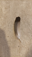 Columba livia domestica