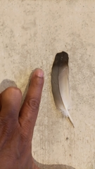 Columba livia domestica