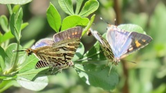 Cigaritis natalensis