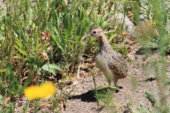 Nothoprocta perdicaria