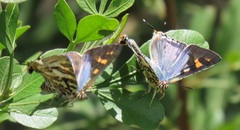 Cigaritis natalensis