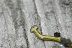 Diversibipalium multilineatum