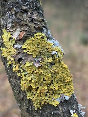 Xanthoria parietina