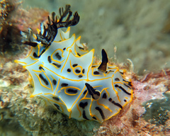 Halgerda maricola