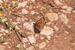 Euphydryas desfontainii