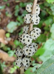 Oreocnide