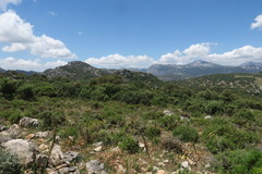 Euphydryas desfontainii