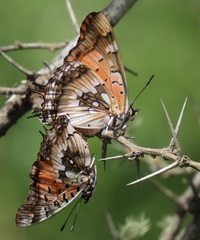 Charaxes jahlusa argynnides