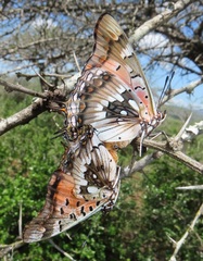 Charaxes jahlusa argynnides