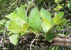 Rhoicissus tridentata