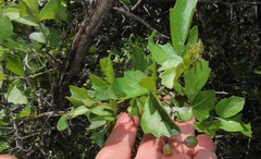 Rhoicissus tridentata