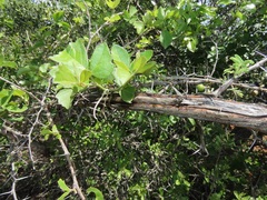 Rhoicissus tridentata