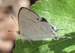 Leptomyrina hirundo