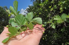 Rhoicissus tridentata