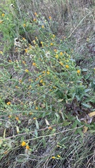 Hieracium virosum