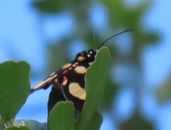 Heraclia africana