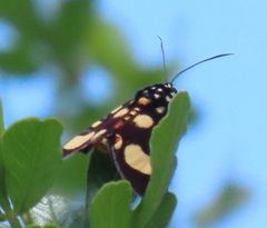 Heraclia africana