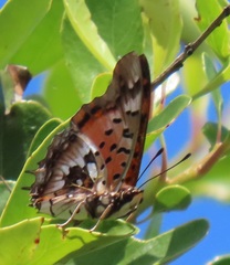 Charaxes jahlusa argynnides