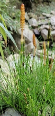 Equisetum diffusum