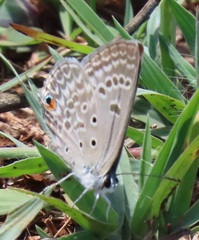 Lepidochrysops patricia