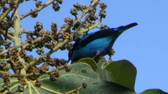 Dacnis hartlaubi