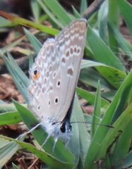 Lepidochrysops patricia