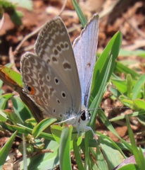 Lepidochrysops patricia