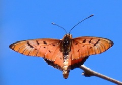 Acraea aglaonice