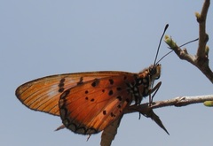 Acraea aglaonice