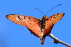 Acraea aglaonice