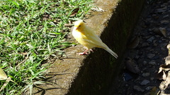 Serinus canaria domesticus