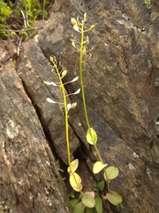 Noccaea cochleariformis