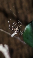 Cyphalonotus