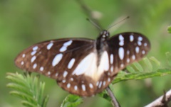 Graphium leonidas leonidas
