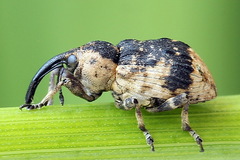Grypus equiseti