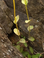 Noccaea cochleariformis