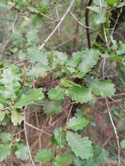 Quercus × cerrioides