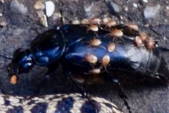 Poecilochirus