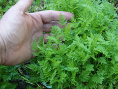 Torilis nodosa