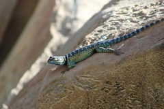 Sceloporus cyanostictus
