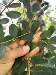 Myrcianthes fragrans