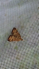 Pyrausta subsequalis