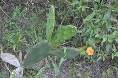 Opuntia quimilo