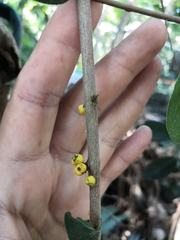 Myrcianthes fragrans