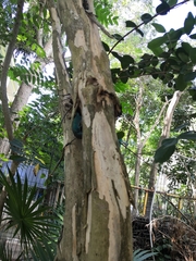 Myrcianthes fragrans