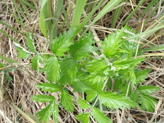 Rubus ludwigii